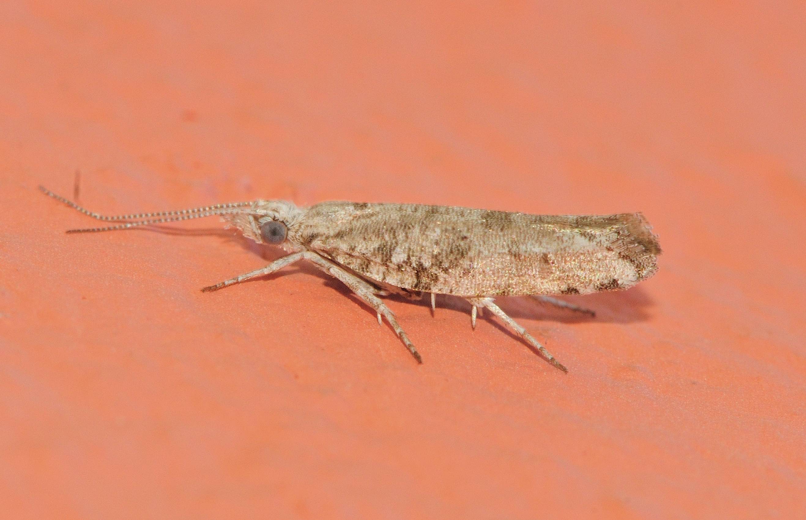 Lepidoptera dell''isola di Lefkada: da identificare